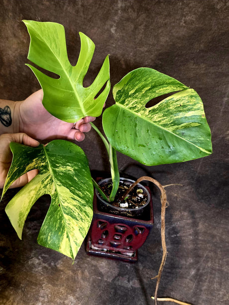 Monstera Aurea Variegated Plant - Rare EXACT Plant - (June-18-09)