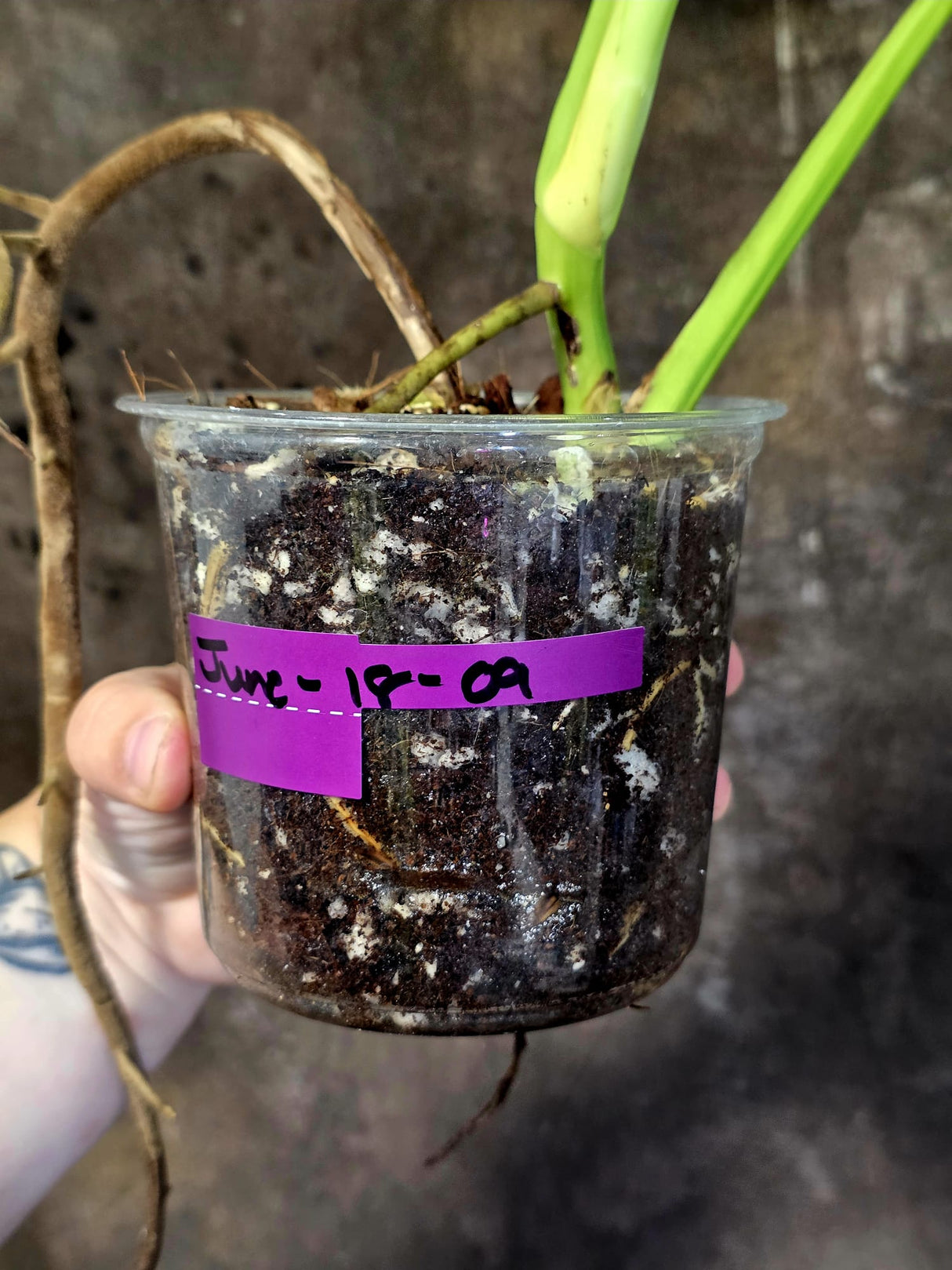 Monstera Aurea Variegated Plant - Rare EXACT Plant - (June-18-09)