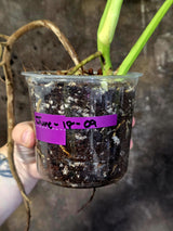 Monstera Aurea Variegated Plant - Rare EXACT Plant - (June-18-09)