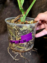 Variegated Monstera Albo Borsigiana -Rare Exact Plant - (June-18-10)
