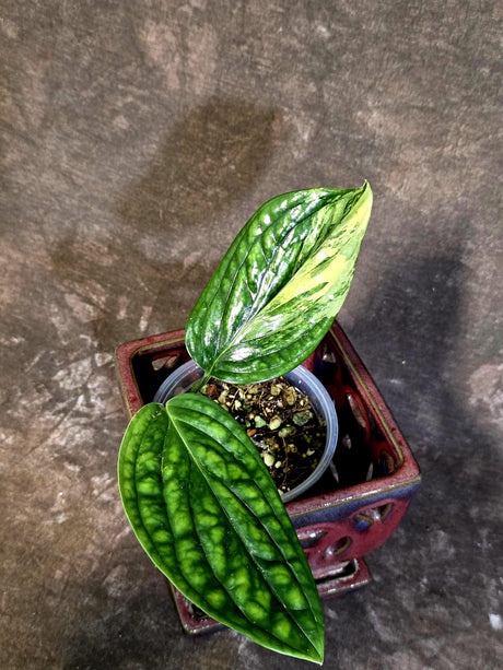 Variegated Monstera Peru - Rare Exact Plant - (June-18-11)