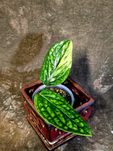 Variegated Monstera Peru - Rare Exact Plant - (June-18-11)
