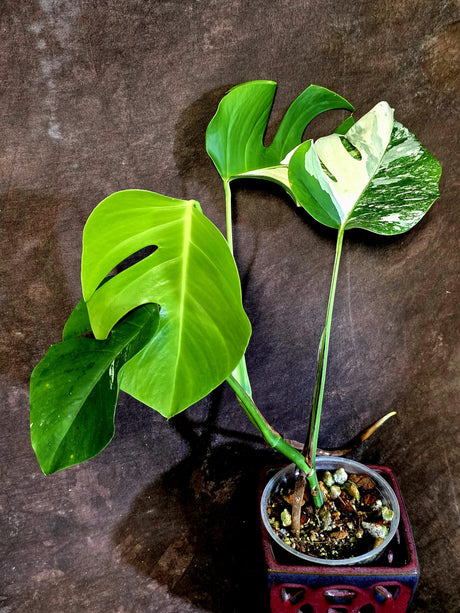 Variegated Monstera Albo Borsigiana -Rare Exact Plant - (June-18-10)