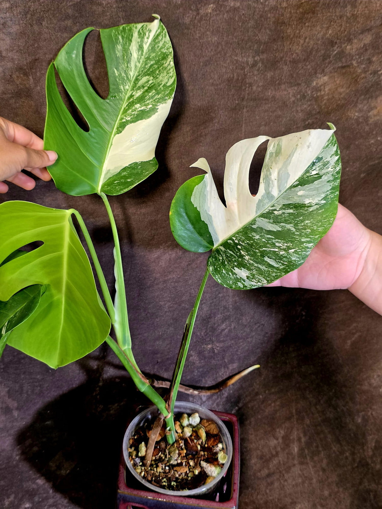 Variegated Monstera Albo Borsigiana -Rare Exact Plant - (June-18-10)