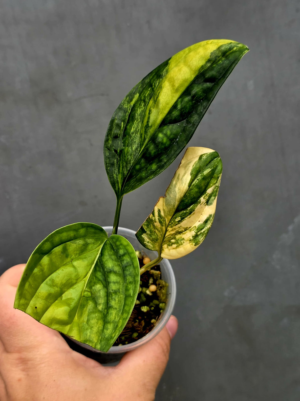 Variegated Monstera Peru - Rare Exact Plant - (June-18-12)
