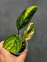 Variegated Monstera Peru - Rare Exact Plant - (June-18-12)