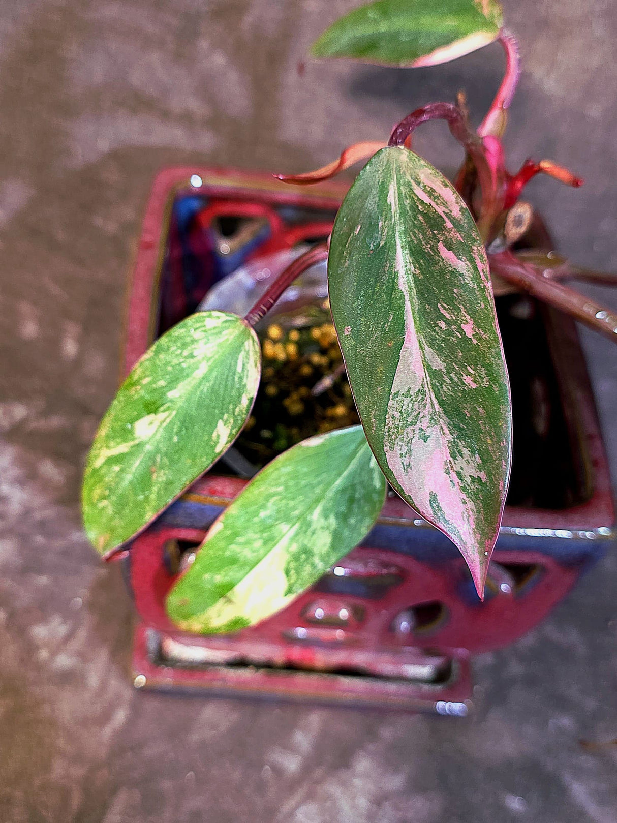 Variegated Philodendron Strawberry Shake - EXACT Plant - (June-18-29)