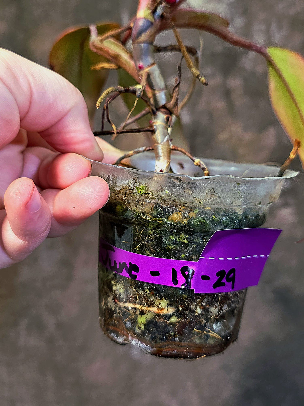 Variegated Philodendron Strawberry Shake - EXACT Plant - (June-18-29)