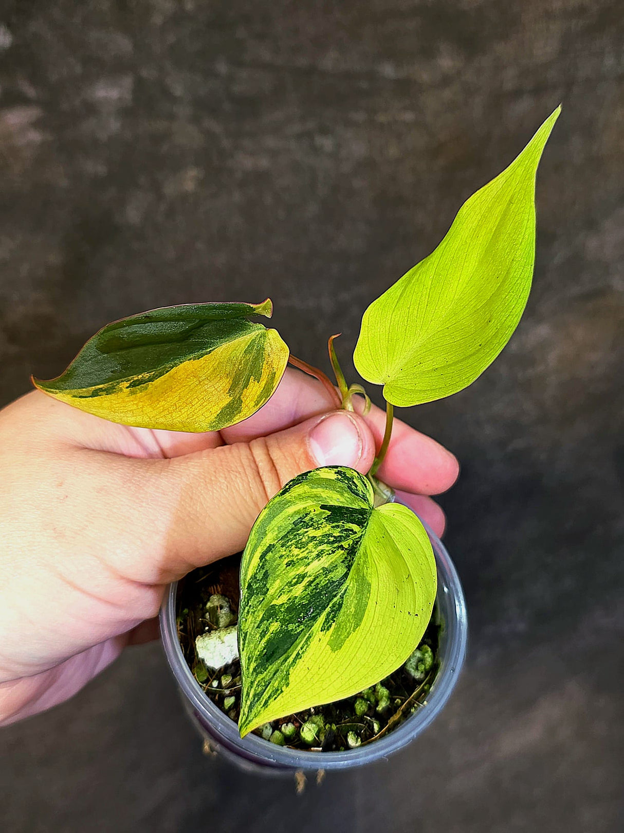 Variegated Philodendron Mican Aurea - Rare Collector Plant - (June-18-27)