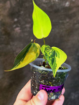 Variegated Philodendron Mican Aurea - Rare Collector Plant - (June-18-27)