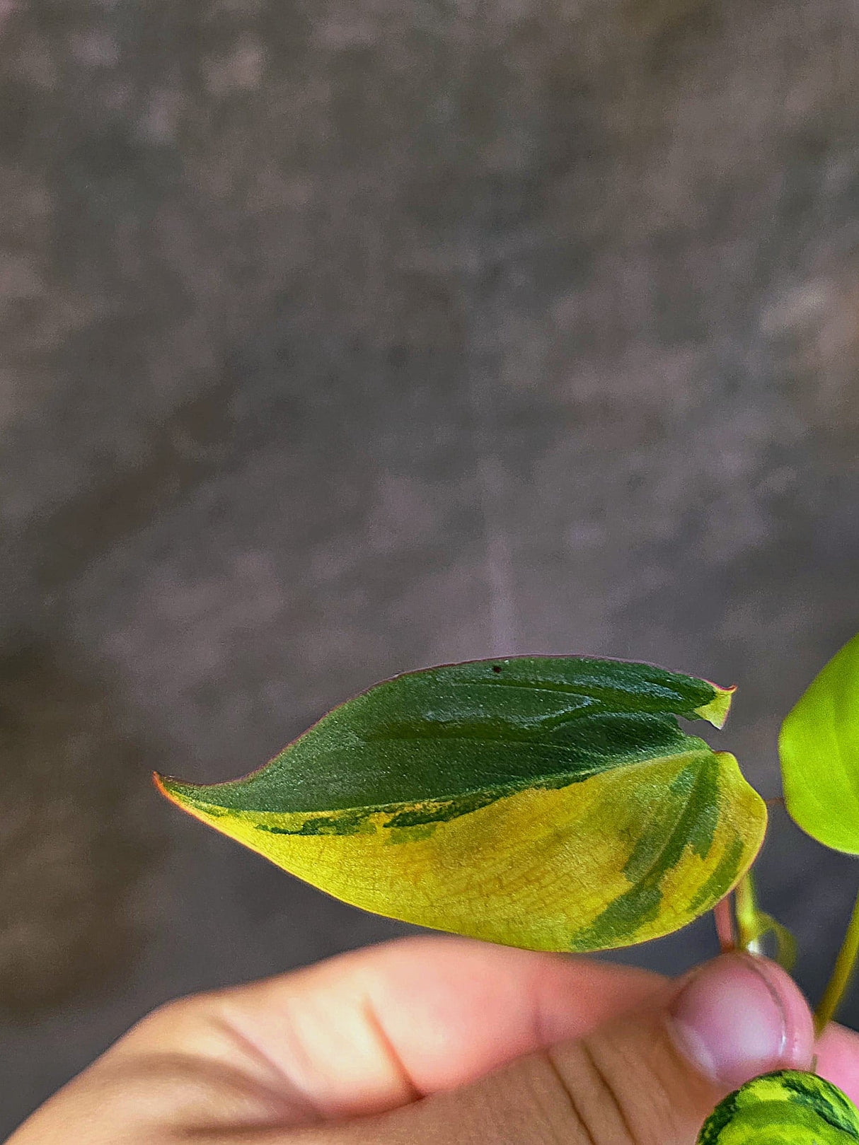 Variegated Philodendron Mican Aurea - Rare Collector Plant - (June-18-27)
