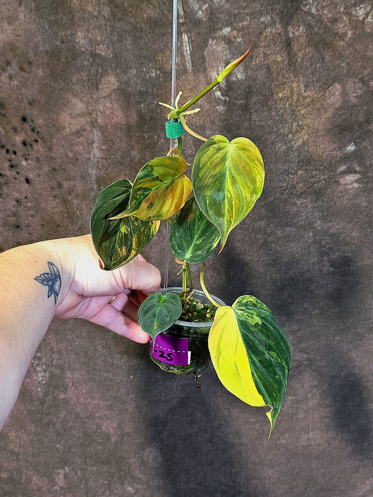 Variegated Philodendron Mican Aurea - Rare Collector Plant - (June-18-25)