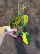 Variegated Philodendron Mican Aurea - Rare Collector Plant - (June-18-25)
