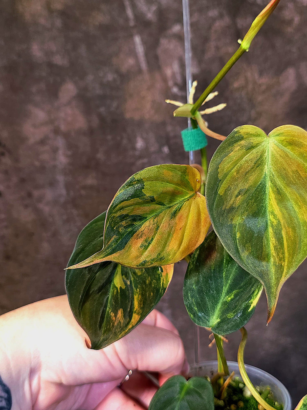 Variegated Philodendron Mican Aurea - Rare Collector Plant - (June-18-25)