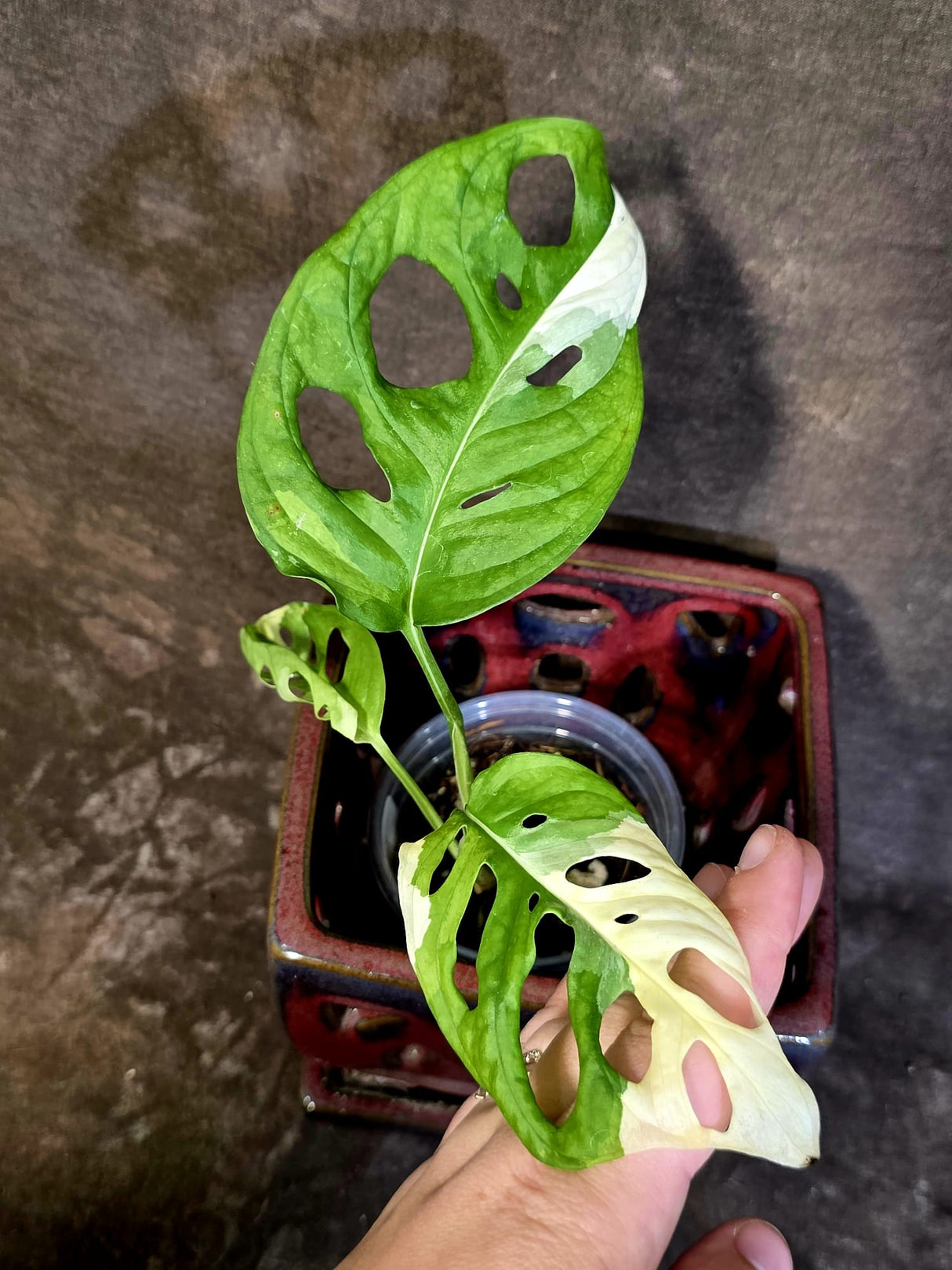 Variegated White Monstera Adansonii Albo - Rare Swiss Cheese Plant - (June-18-26)