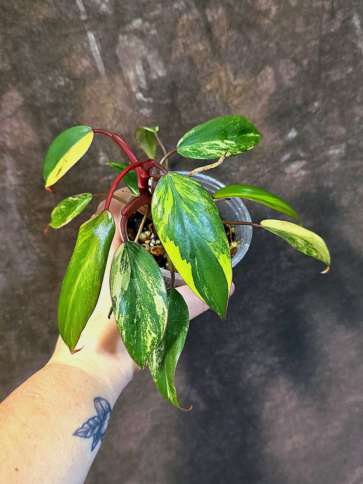 Variegated Philodendron Strawberry Shake - EXACT Plant - (June-18-28)