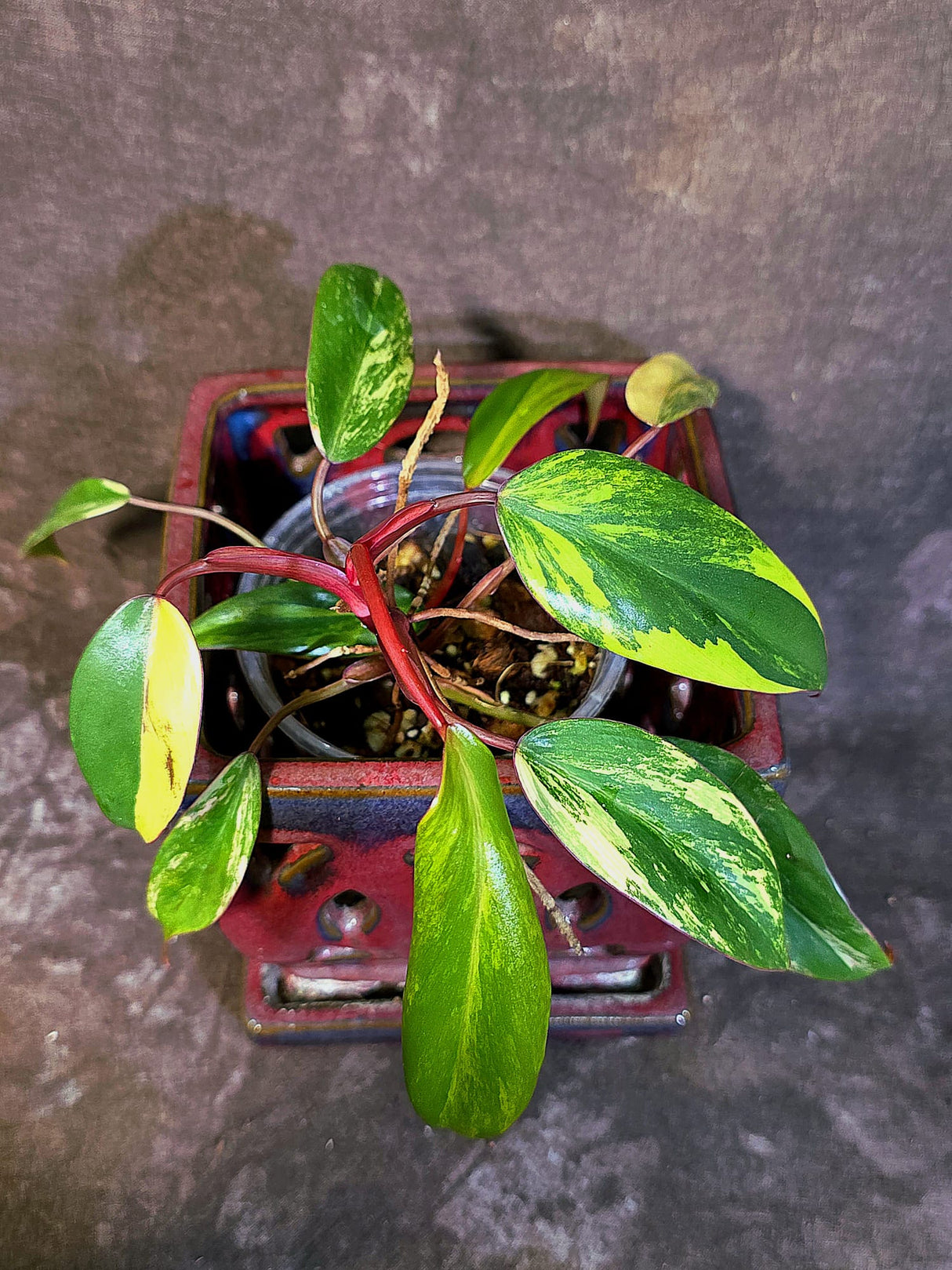 Variegated Philodendron Strawberry Shake - EXACT Plant - (June-18-28)
