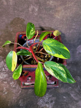Variegated Philodendron Strawberry Shake - EXACT Plant - (June-18-28)