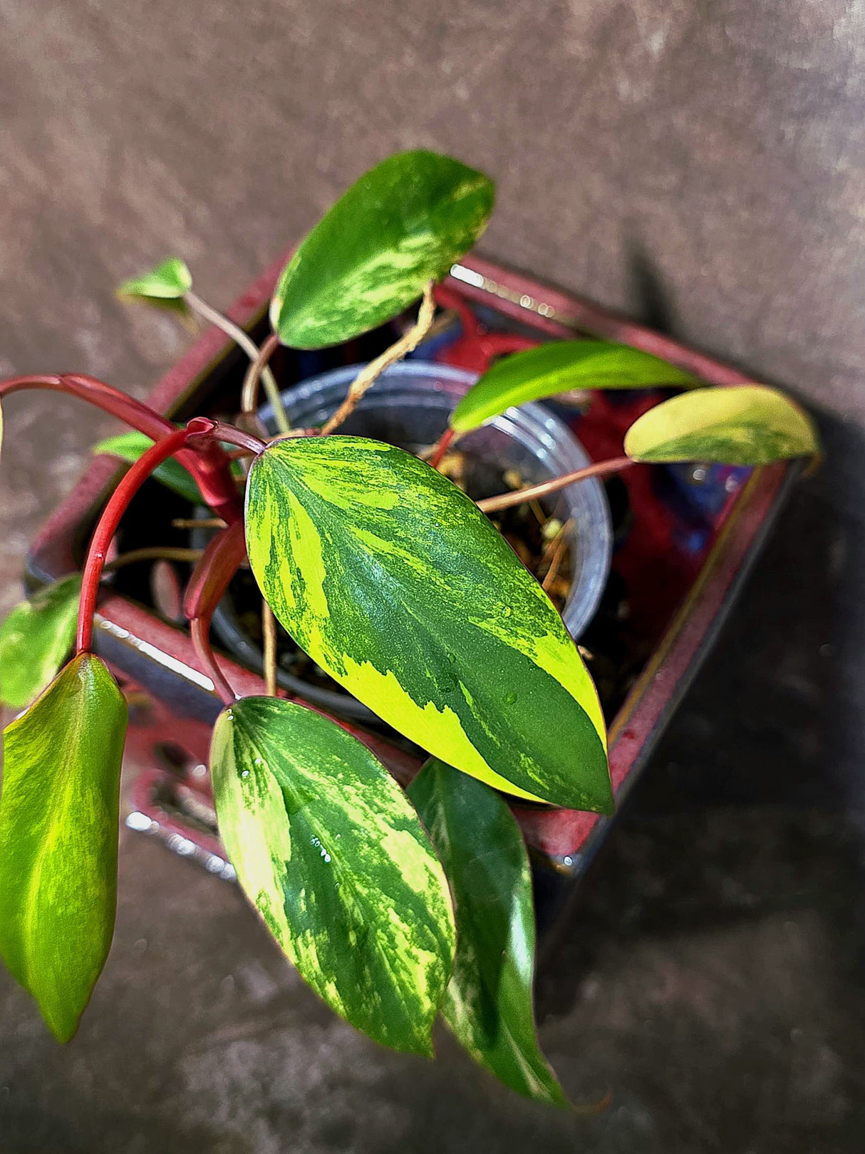 Variegated Philodendron Strawberry Shake - EXACT Plant - (June-18-28)