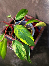 Variegated Philodendron Strawberry Shake - EXACT Plant - (June-18-28)