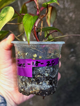 Variegated Philodendron Strawberry Shake - EXACT Plant - (June-18-28)