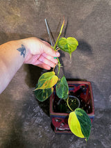 Variegated Philodendron Mican Aurea - Rare Collector Plant - (June-18-25)
