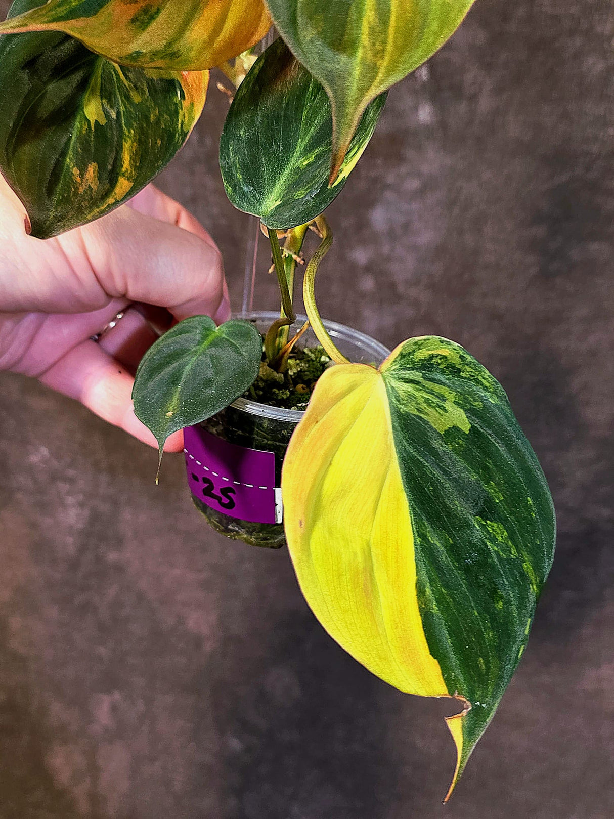 Variegated Philodendron Mican Aurea - Rare Collector Plant - (June-18-25)
