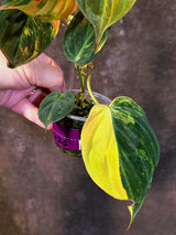 Variegated Philodendron Mican Aurea - Rare Collector Plant - (June-18-25)