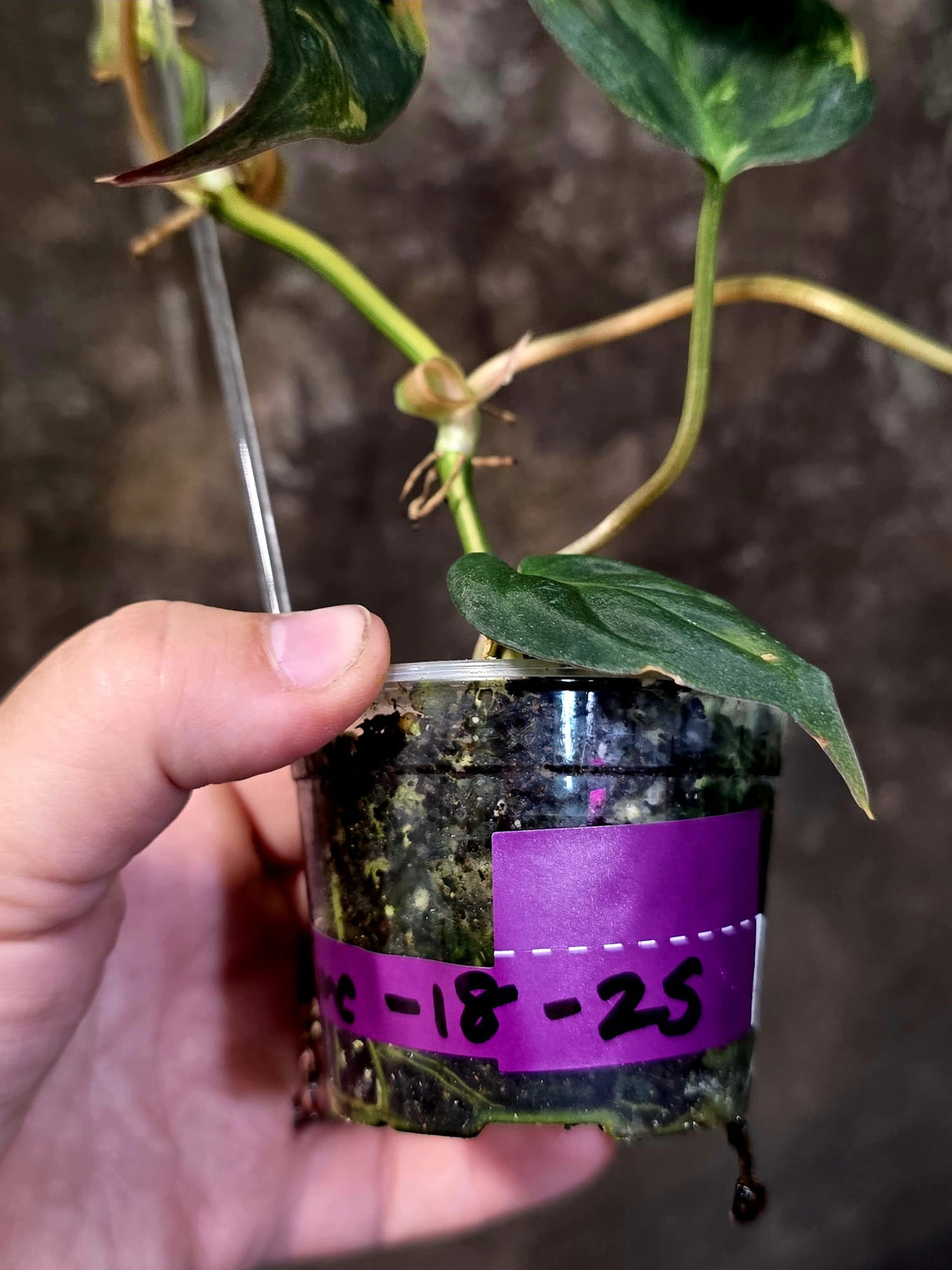 Variegated Philodendron Mican Aurea - Rare Collector Plant - (June-18-25)