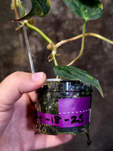 Variegated Philodendron Mican Aurea - Rare Collector Plant - (June-18-25)