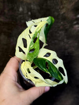 Variegated White Monstera Adansonii Albo - Rare Swiss Cheese Plant - (June-18-23)