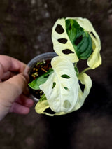 Variegated White Monstera Adansonii Albo - Rare Swiss Cheese Plant - (June-18-23)