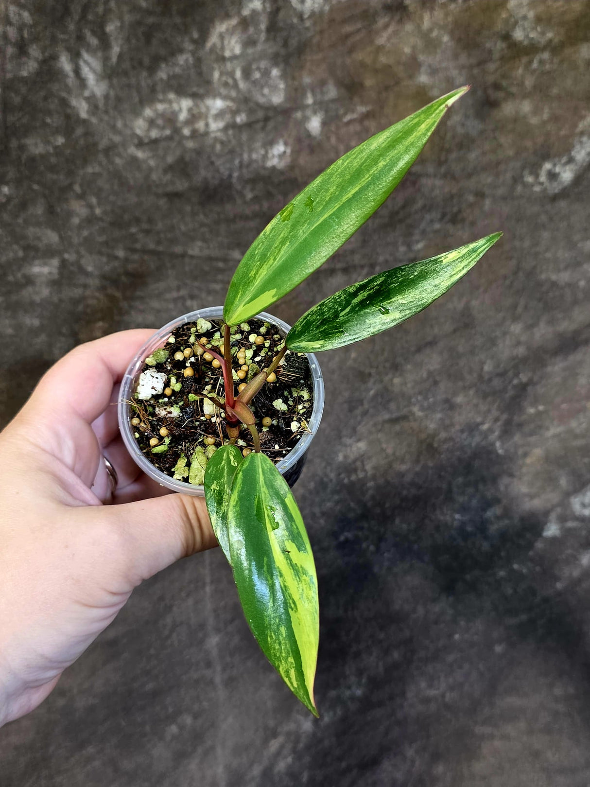 Variegated Philodendron Strawberry Shake - EXACT Plant - (June-18-22)