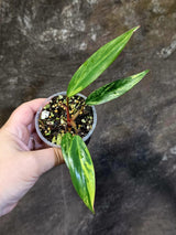Variegated Philodendron Strawberry Shake - EXACT Plant - (June-18-22)