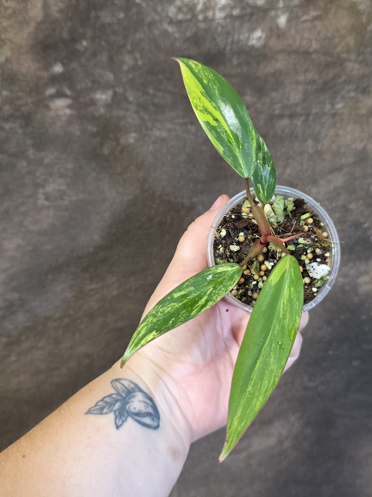 Variegated Philodendron Strawberry Shake - EXACT Plant - (June-18-22)