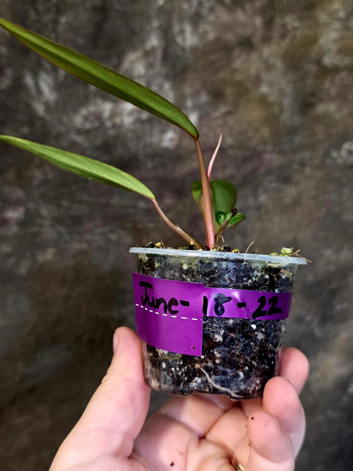 Variegated Philodendron Strawberry Shake - EXACT Plant - (June-18-22)