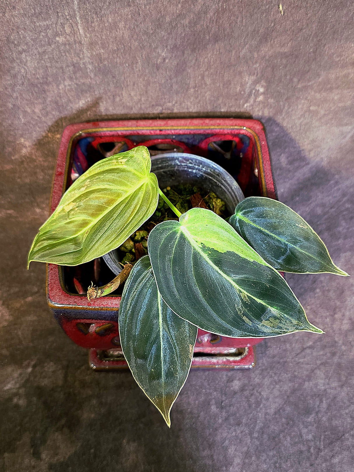 Philodendron Melanochrysum Variegated - Rare EXACT Plant - (June-18-19)
