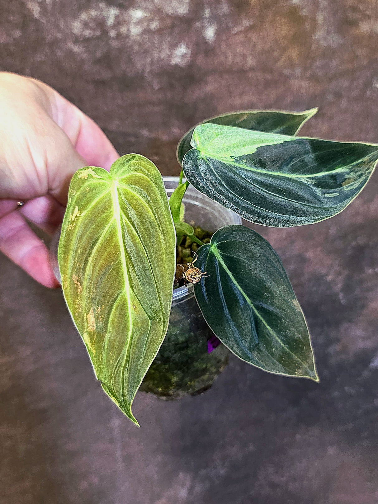 Philodendron Melanochrysum Variegated - Rare EXACT Plant - (June-18-19)