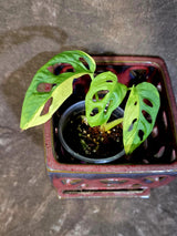 Monstera Adansonii Aurea Variegated - Swiss Cheese Exact Plant - (June-18-20)