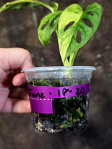 Monstera Adansonii Aurea Variegated - Swiss Cheese Exact Plant - (June-18-20)