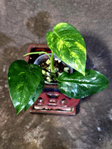 Rare Variegated Golden Flame Epipremnum Pinnatum - Exact Plant - (June-18-21)