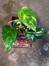 Rare Variegated Golden Flame Epipremnum Pinnatum - Exact Plant - (June-18-21)