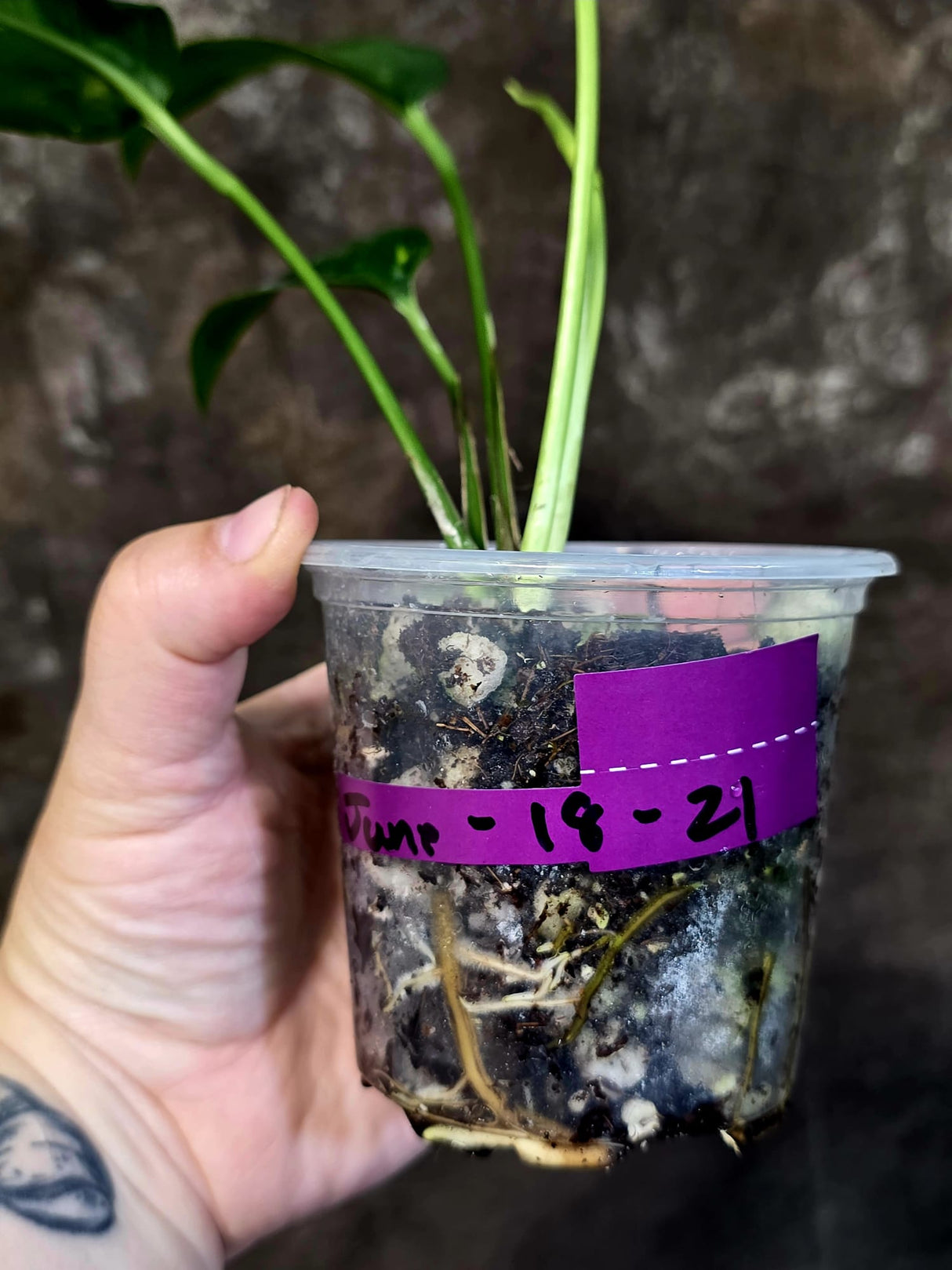 Rare Variegated Golden Flame Epipremnum Pinnatum - Exact Plant - (June-18-21)