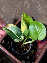 Scindapsus Jade Satin Variegated - Rare EXACT Plant - (June-18-15)