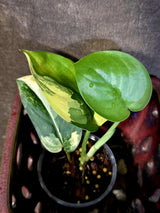 Scindapsus Jade Satin Variegated - Rare EXACT Plant - (June-18-15)
