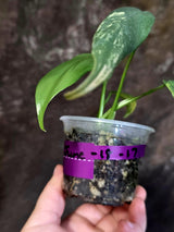 Varigated Philodendron Bipennifolium - Exact Collector Plant - (June-18-17)