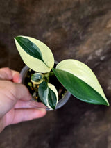 Scindapsus Moonlight Treubii Albo Variegated - Rare Exact Plant - (June-18-13)