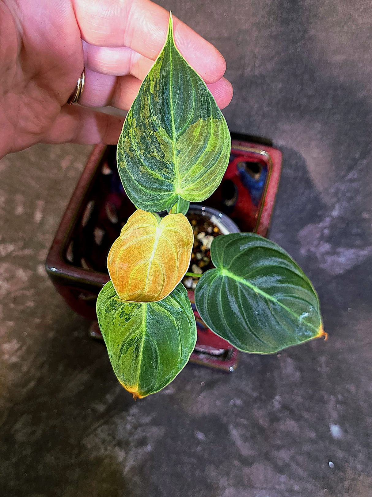 Philodendron Melanochrysum Variegated - Rare EXACT Plant - (June-18-16)