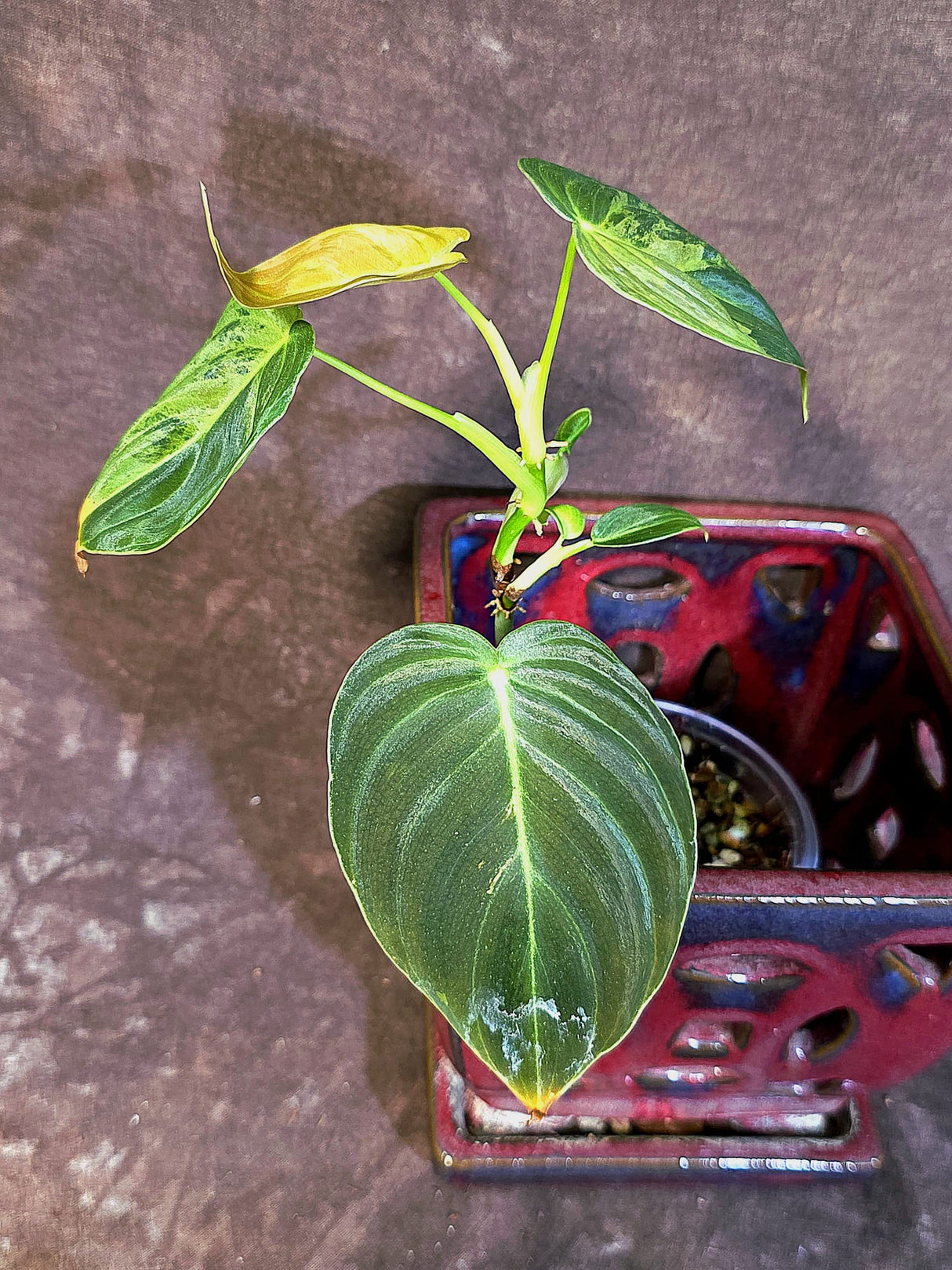 Philodendron Melanochrysum Variegated - Rare EXACT Plant - (June-18-16)