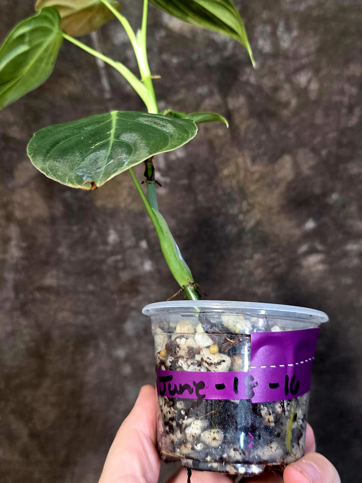 Philodendron Melanochrysum Variegated - Rare EXACT Plant - (June-18-16)